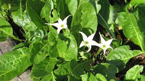 top Gorgeous Flowers That Begin with "J"