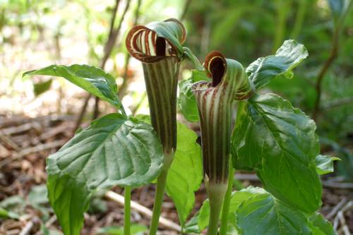 top Eye Catching Flowers That Start with 'J'