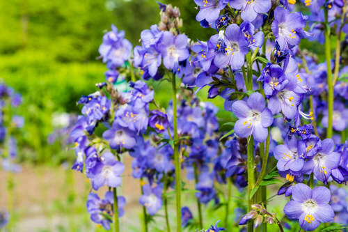 Eye Catching Flowers That Start with 'J'
