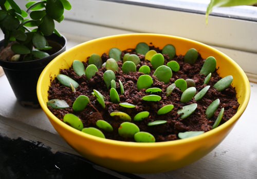 Indoor Plants that Grow from Leaves 4