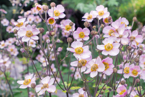 Flowers That Start with J 1