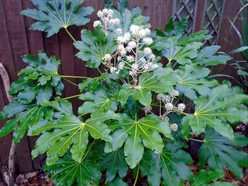 Flowers That Start with J 