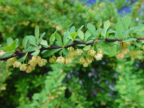 top Flowers That Start with 'J'