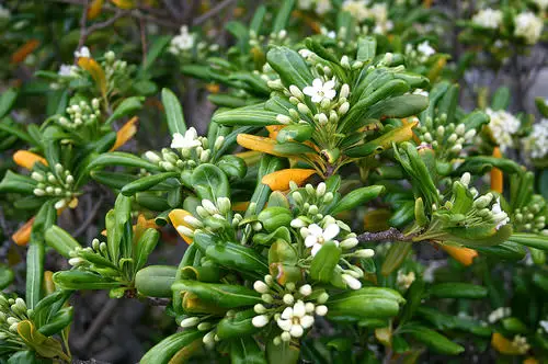 Flowers That Start with J 4