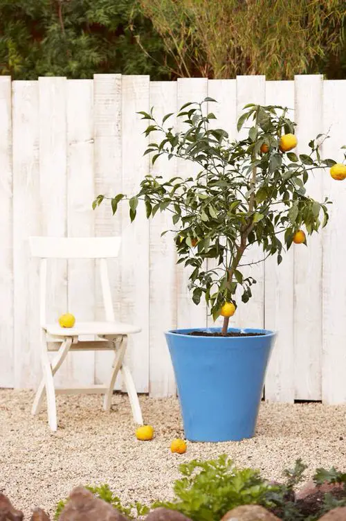 Containers with Citrus Trees