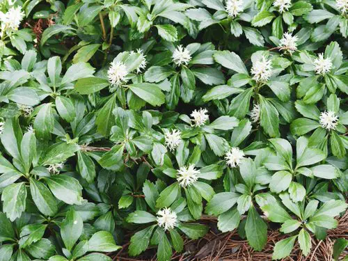 top Eye Catching Flowers That Start with 'J'
