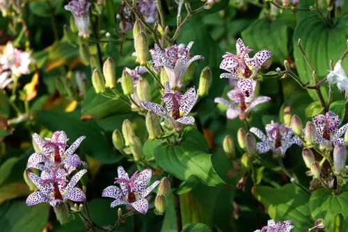 Flowers That Begin with "J"
