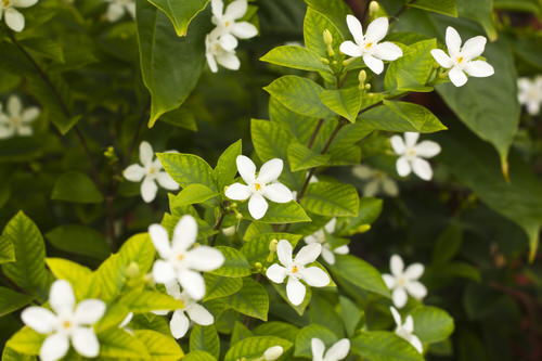 top Gorgeous Flowers That Begin with "J"