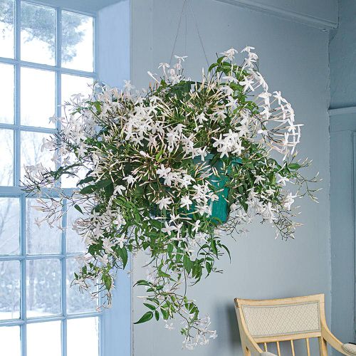 top Best Indoor Mosquito Repellent Plants 