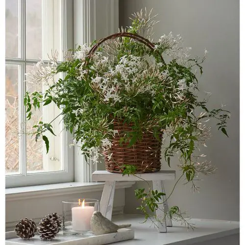 Pikake flower indoor 