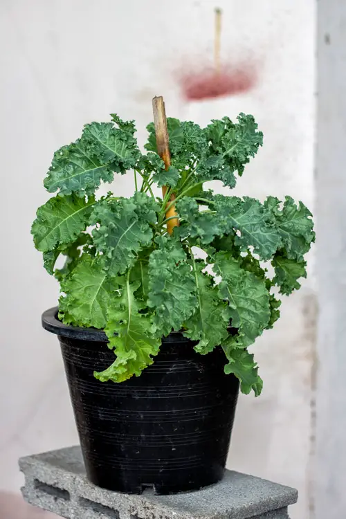 Vegetables to Grow in Pots 22
