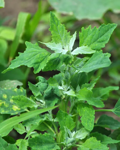 Edible Weeds You Didn't Know You Could Eat