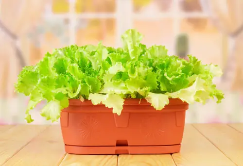 Fast Growing Vegetables for Quick Harvest