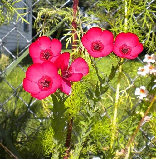 top Blossoms starting with the letter B