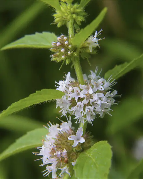 Flowers with a B at the beginning