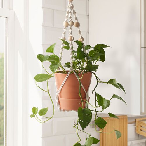 Clever Plant Hanging Hacks that Won't Damage Your Ceiling or Wall 2