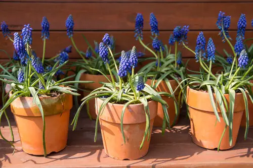 Lovely Flowers with a 'G' in them