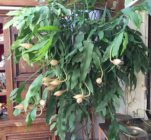 Houseplants that Love to Climb