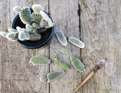 Indoor Plants Grown from Leaves 6