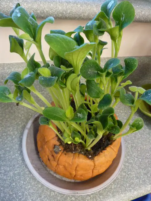 Best 5 Minute Planting Hacks 4