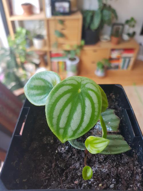 Indoor Plants that Grow from Leaves 2