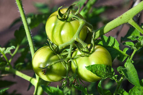 pick green tomato Garden in October 4