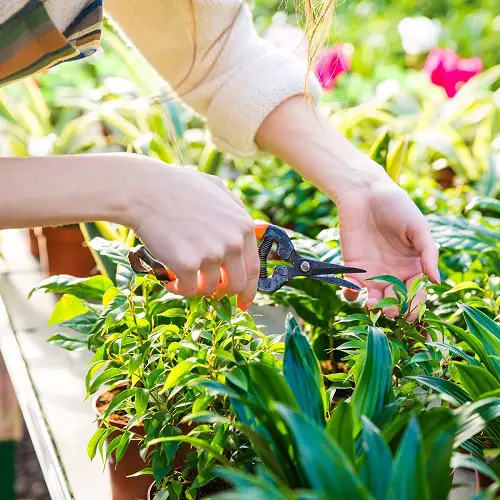 Pinch off Flower Buds