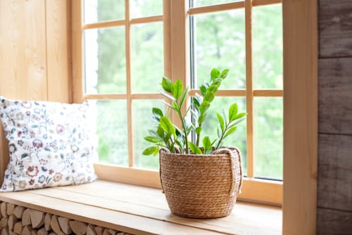 Houseplant Buying Tips 7