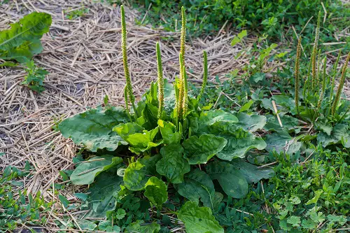  Greatest Edible Weeds You Were Aware You Could Eat