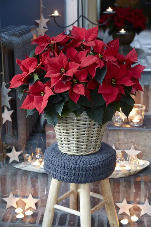 A Little Know-How of Poinsettias