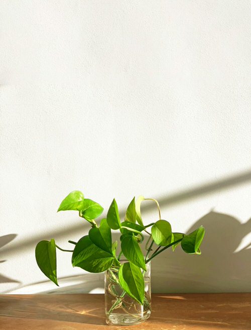 Growing Jessenia Pothos 2