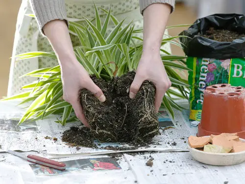 How to Propagate Spider Plants 2