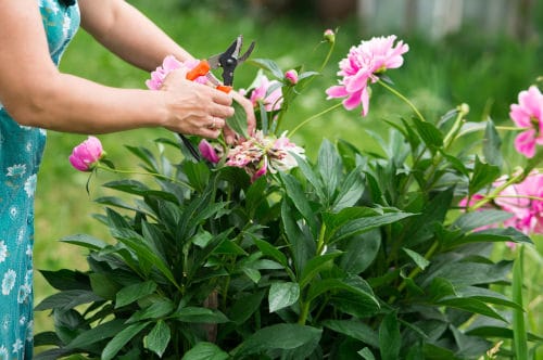Prune Perennials o in Garden in October 10