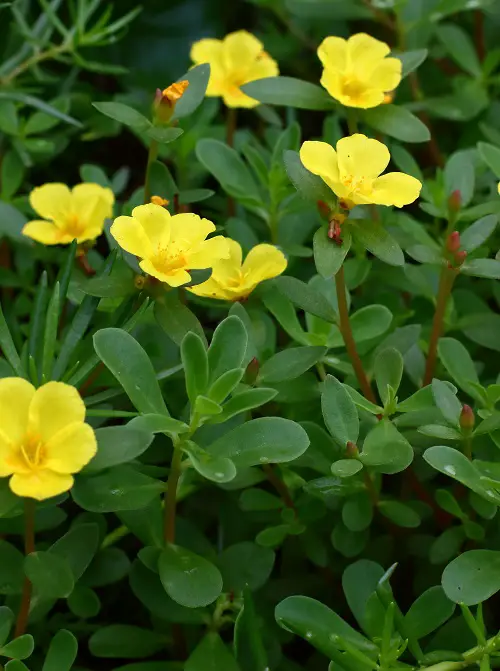 top Best Edible Weeds You Didn't Know You Could Eat