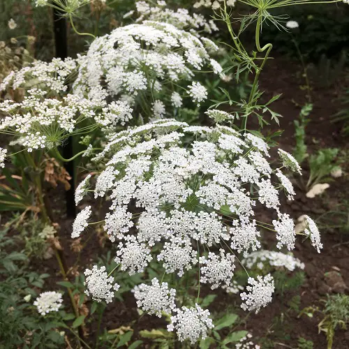 top Best Edible Weeds You Didn't Know You Could Eat