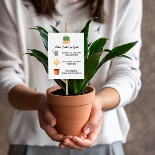 Houseplant Buying Tips 2