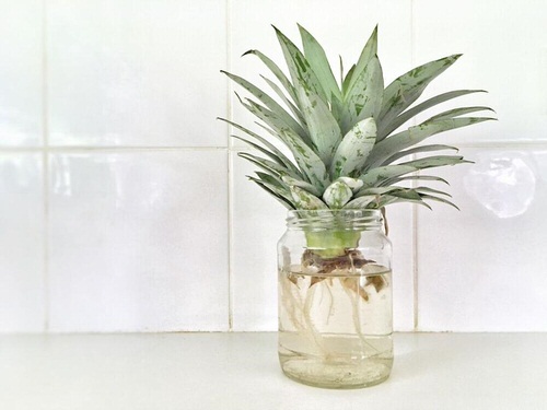 Best  Indoor Herbs and Vegetables You Can Grow in Water 17