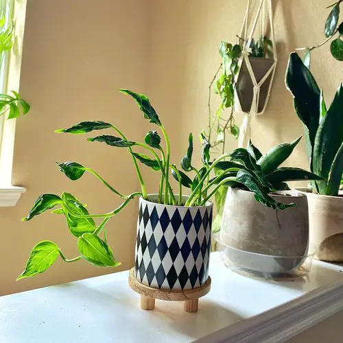 Shangri La Pothos Care 2