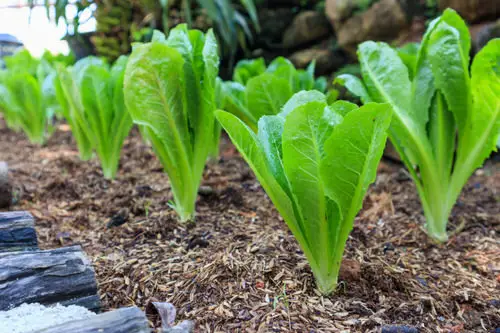 Harvest Lettuce 4