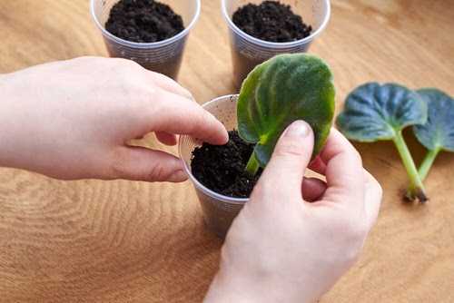 Indoor Plants that Grow from Leaves 3