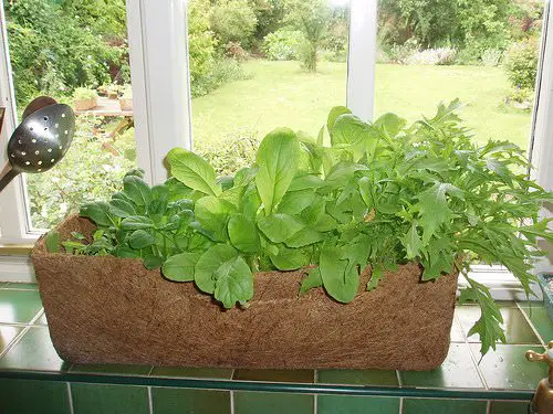 Really Fun Indoor Garden Ideas Cultivate a Salad Garden