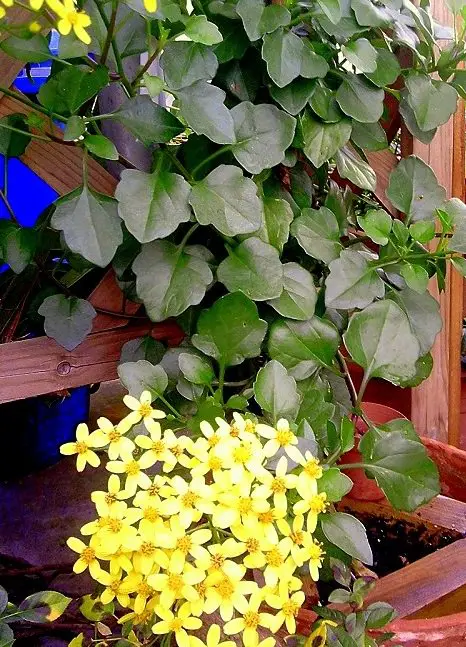 Houseplants that Love to Climb 7