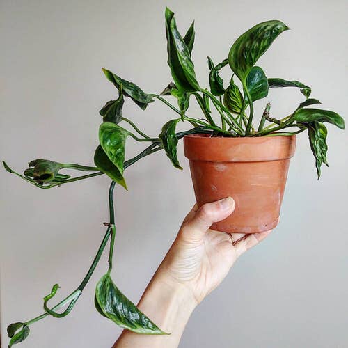 Shangri La Pothos Care