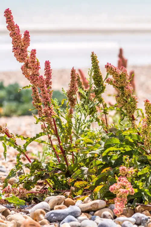 Top Edible Weeds You Were Aware You Could Consume