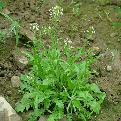 beautiful Greatest Edible Weeds You Were Aware You Could Eat