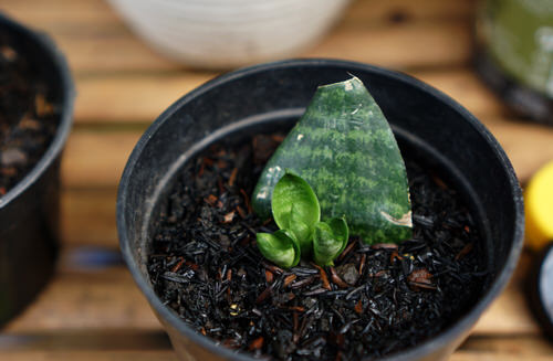Indoor Plants Grown from Leaves 2