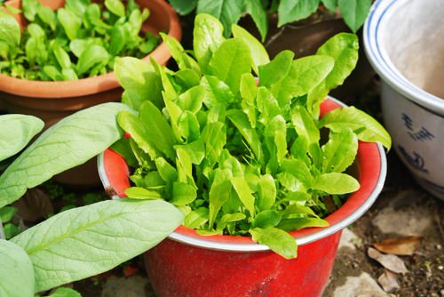 best Vegetables to Plant in Late Summer in Containers