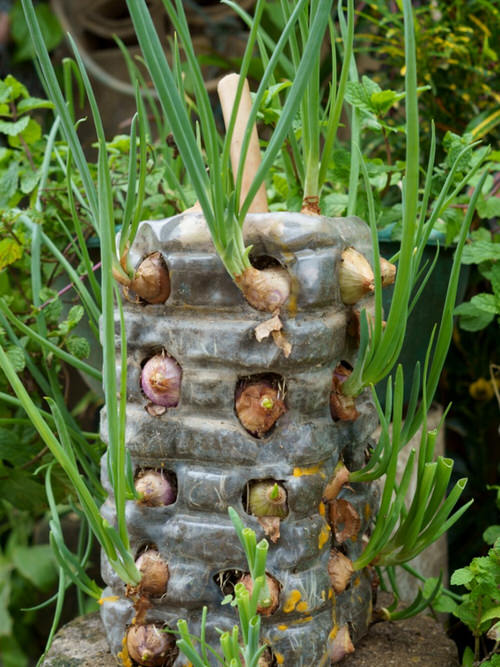 Best Green Vegetables to Grow in Vertical Garden 2