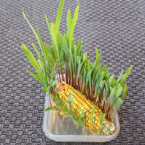 Best 5 Minute Planting Hacks 2