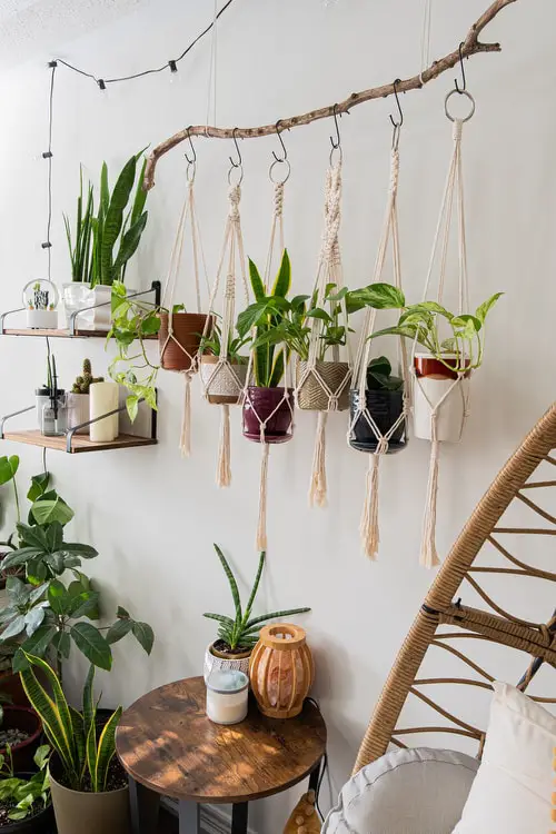 Clever Plant Hanging Hacks that Won't Sturdy Decorative Branch
